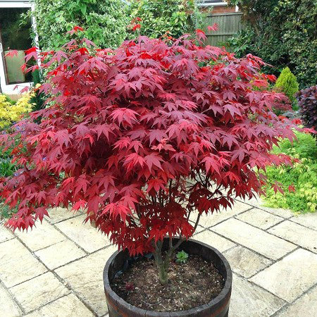 Acer Palmatum 'Atropurpureum' - Artar De Palmier Ghiveci 3 L Inaltime Planta 40-60cm